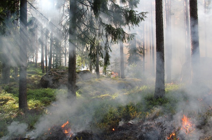natuurbrand (foto: pexels