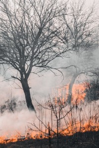 natuurbrand (foto: pexels.com)