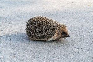 egel (foto: pexels.com)